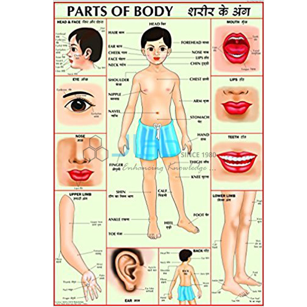 Body Parts In Tamil And Sinhala : Udal Uruppugal (Body Parts