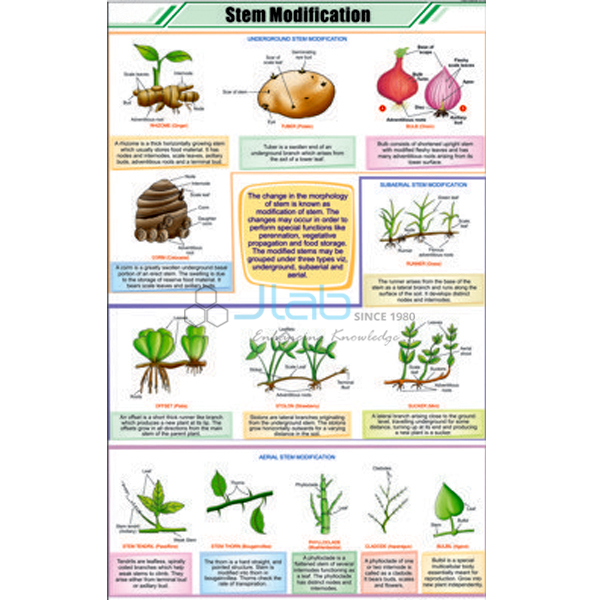 Chart On Reproduction In Plants