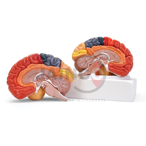 Regional Brain Model