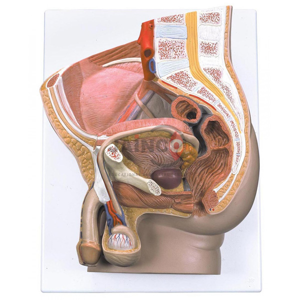 Human Pelvis Male Model