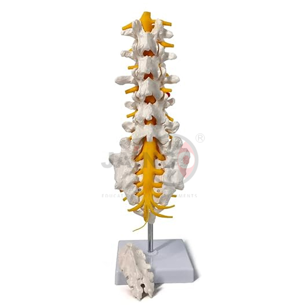 Lumbar Spinal Column