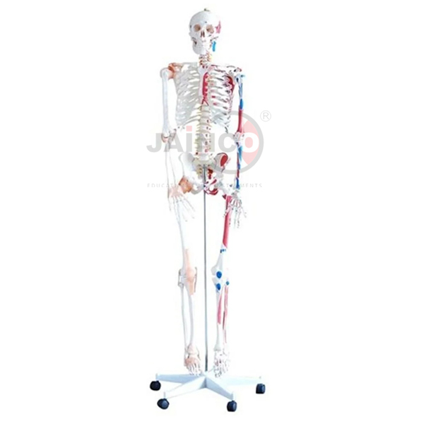 Human Skeleton Full Size with Thick Zip Dust Cover