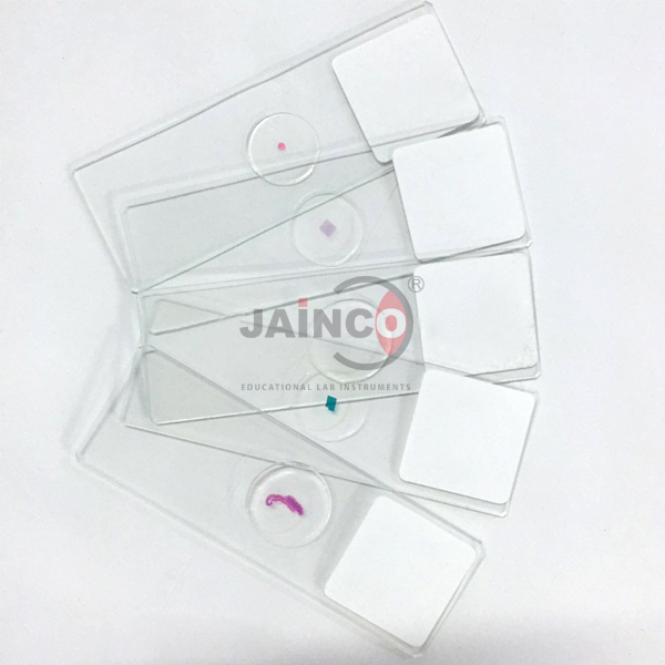 Histology Animal Prepared Slide
