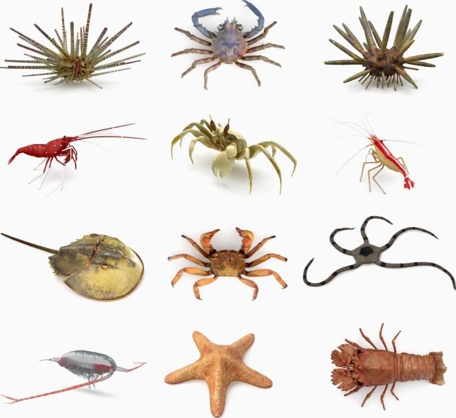 Invertebrates Model