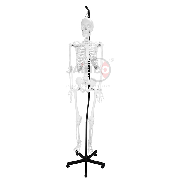 Human Skeleton 66 H Hanging Thick Zip Dust Cover