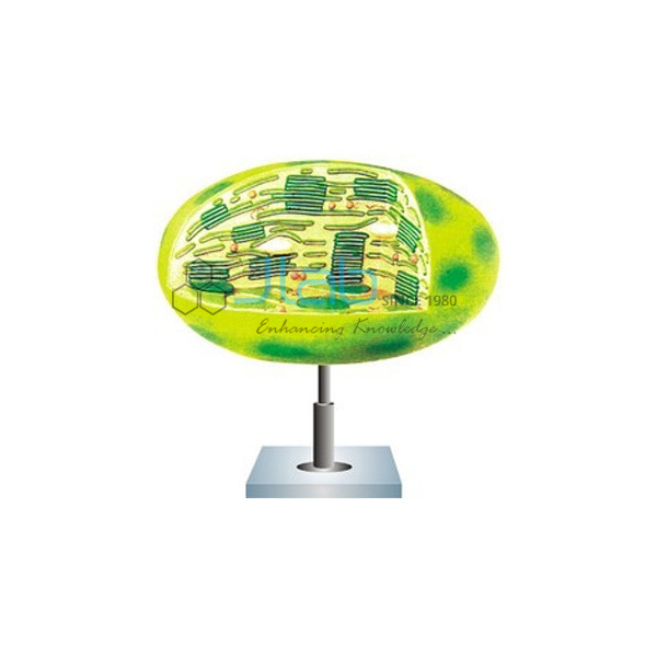 Chloroplast