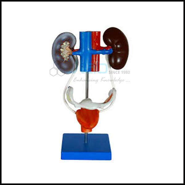 Female Urogenital System