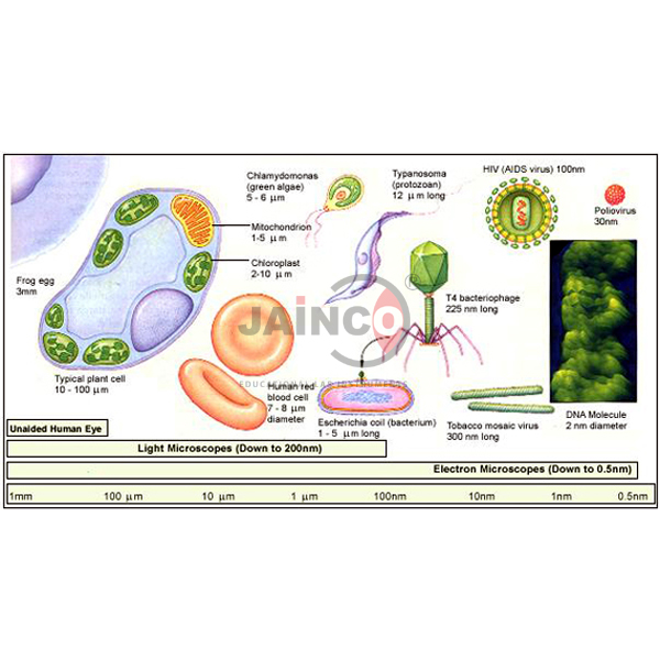 Compartmentation of Cell Model