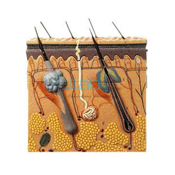 Human Skin-4 Parts