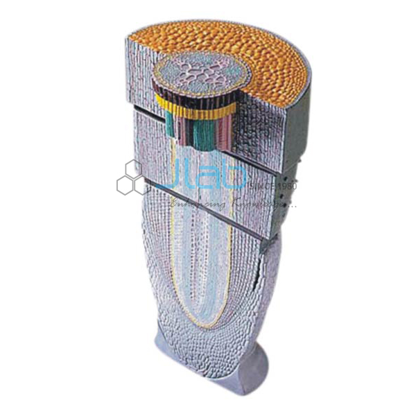 Dicot Root Tip
