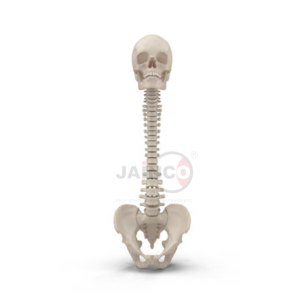 Vertebral Column With Skull