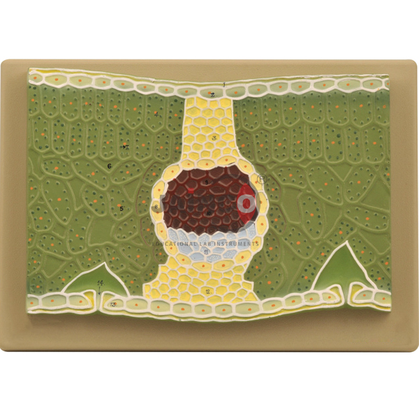 Dicot Leaf Model