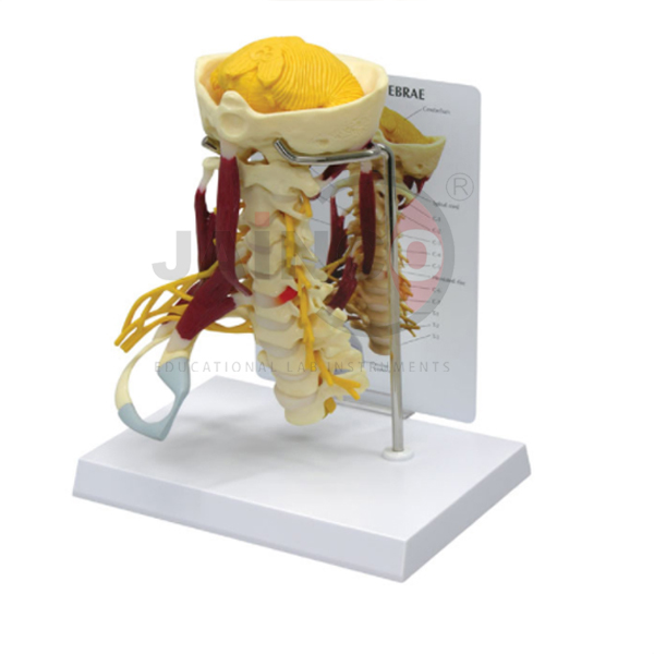 Cervical Spine Model