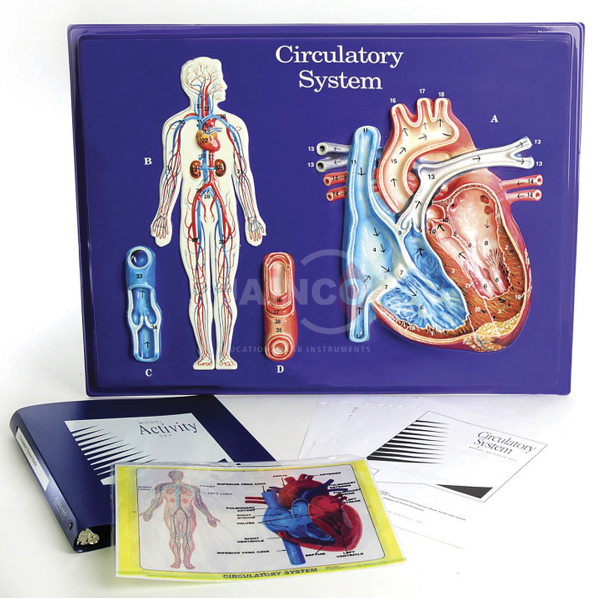 Circulatory System Model
