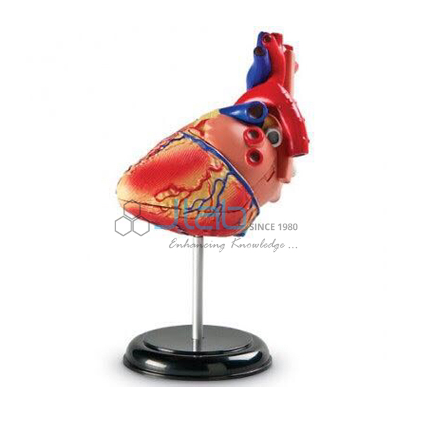 Human Heart