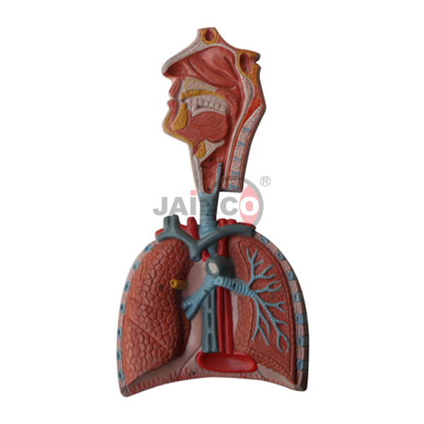 Human Respiratory System Model