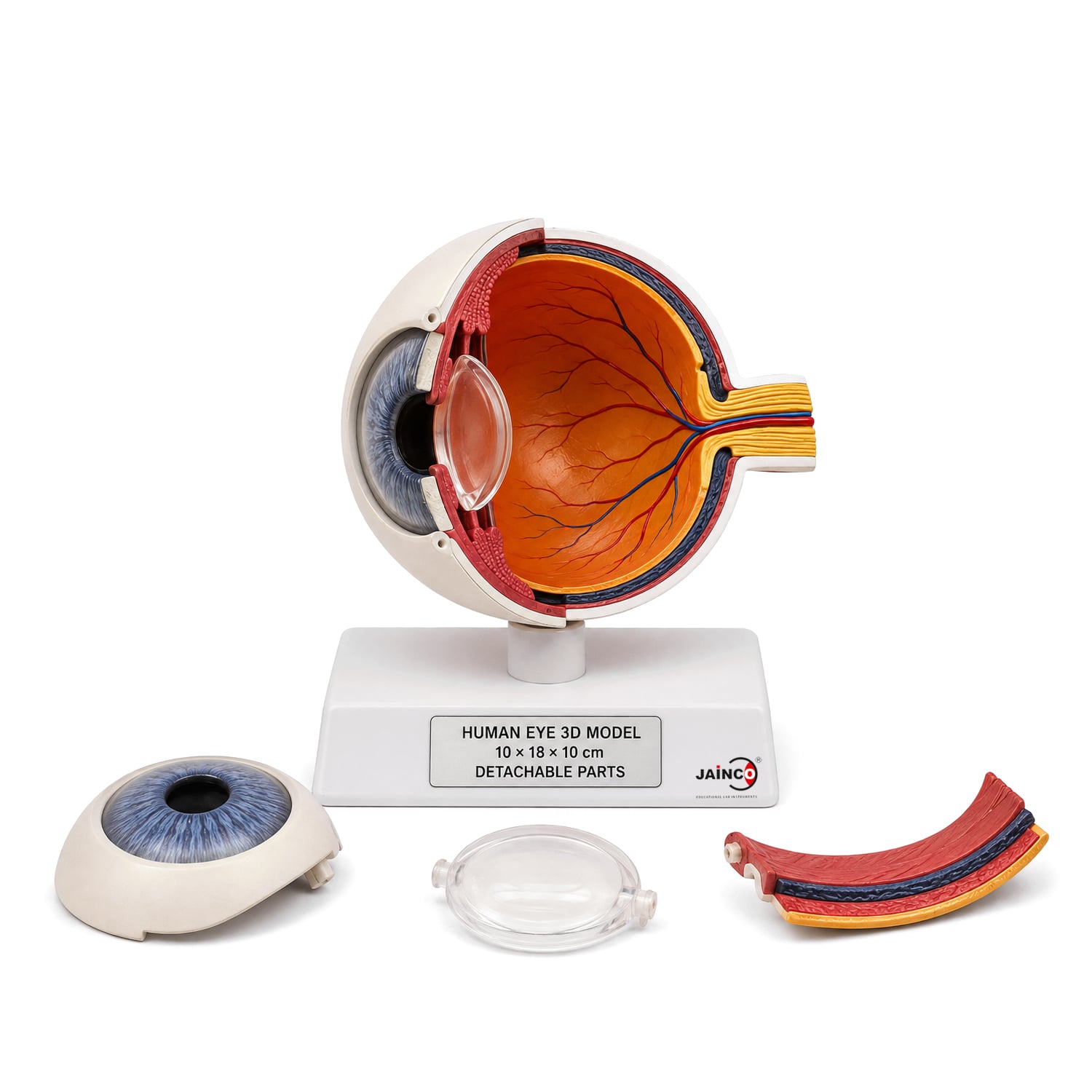 Eye Model (Torso)