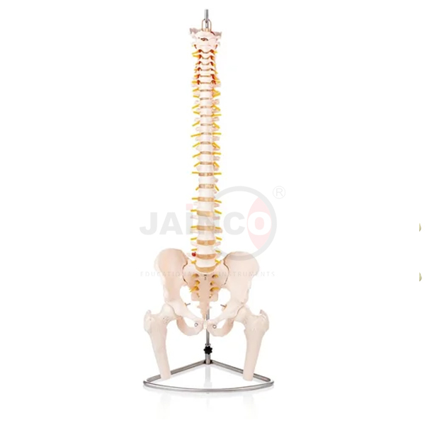 Human Vertebral Column