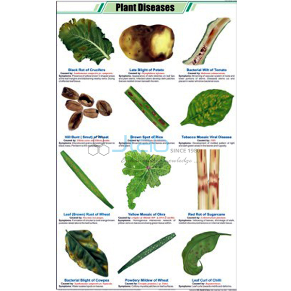 Plant Diseases Chart Manufacturers, Supplier & Exporters in India