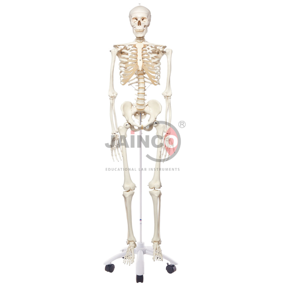 Human Skeleton Model