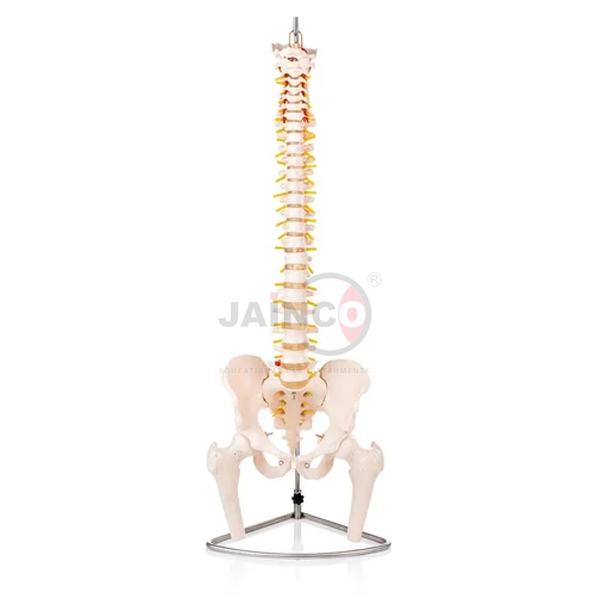 Vertebral Column with Pelvis And Femur Heads