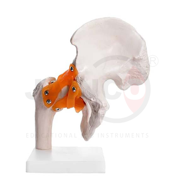 Hip Joint Life Size