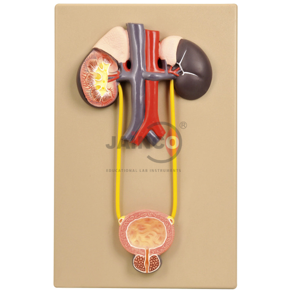 Urinary Organs, Kidney and Bladder Model