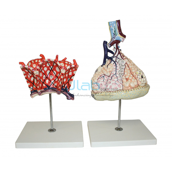 Lobule and Alveolus