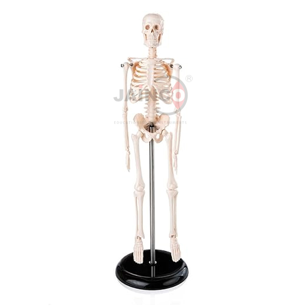 Half Size Human Skeleton 84cm