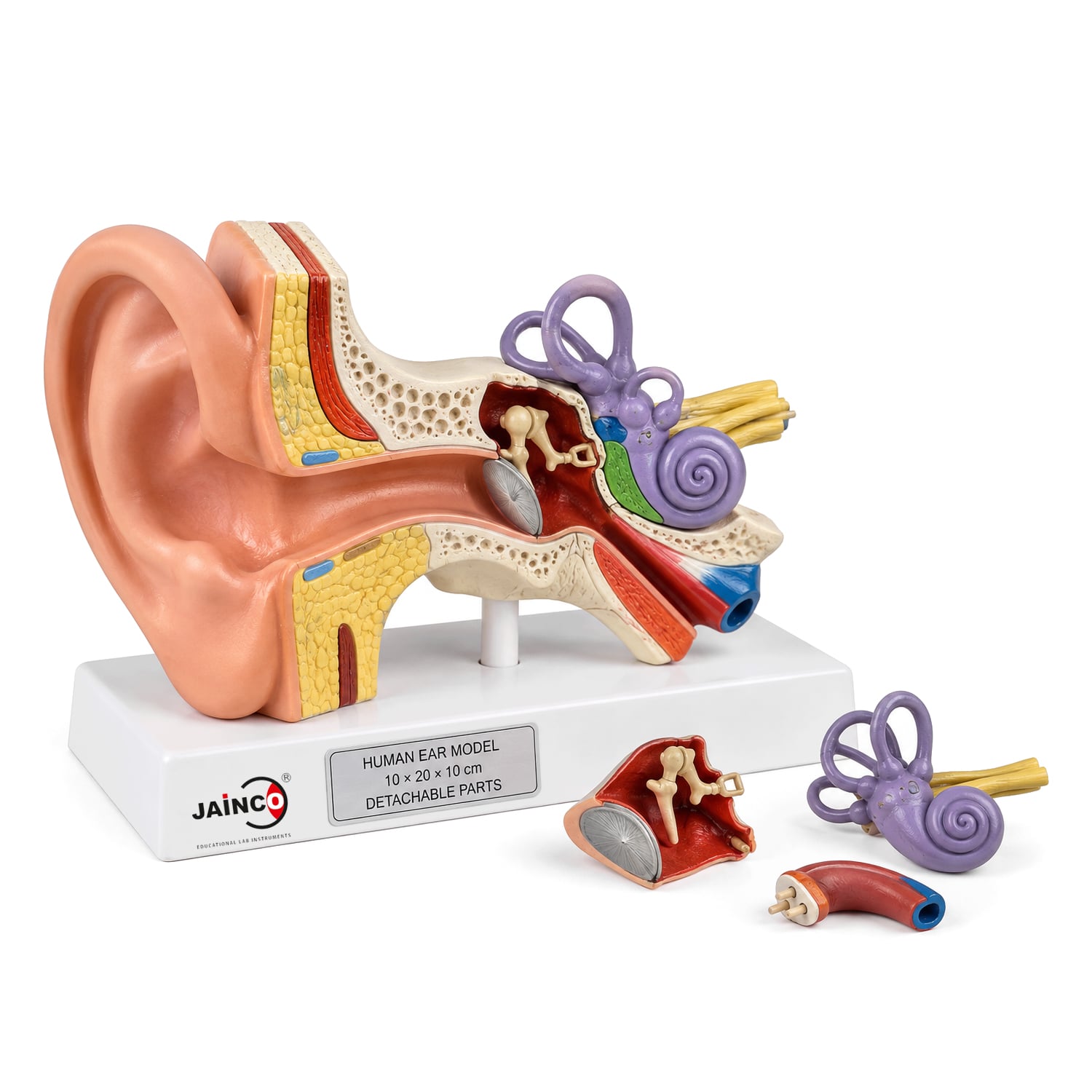 Ear (Torso)