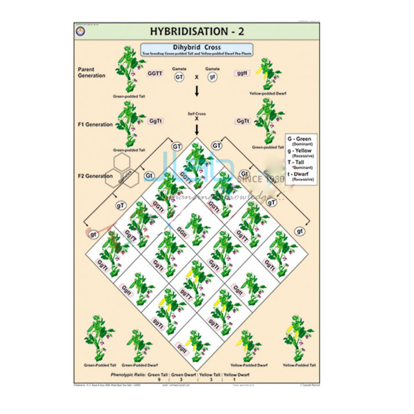 Hybridisation - 2