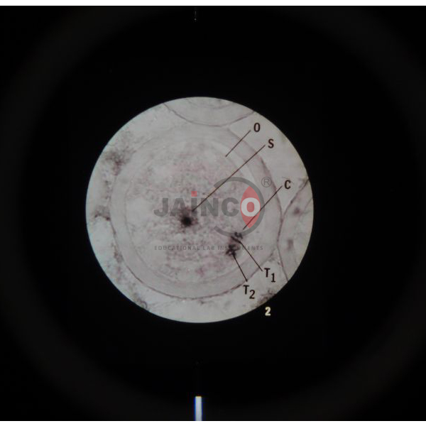 Microslide Meiosis