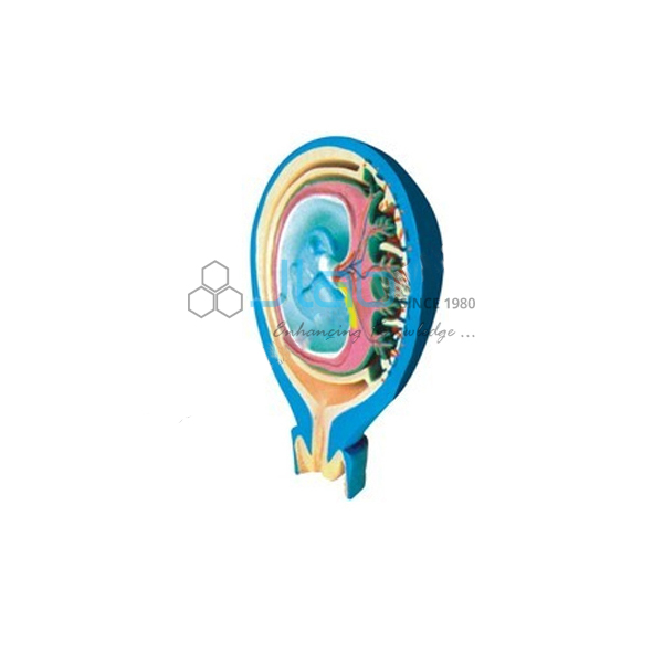 Human Fetus