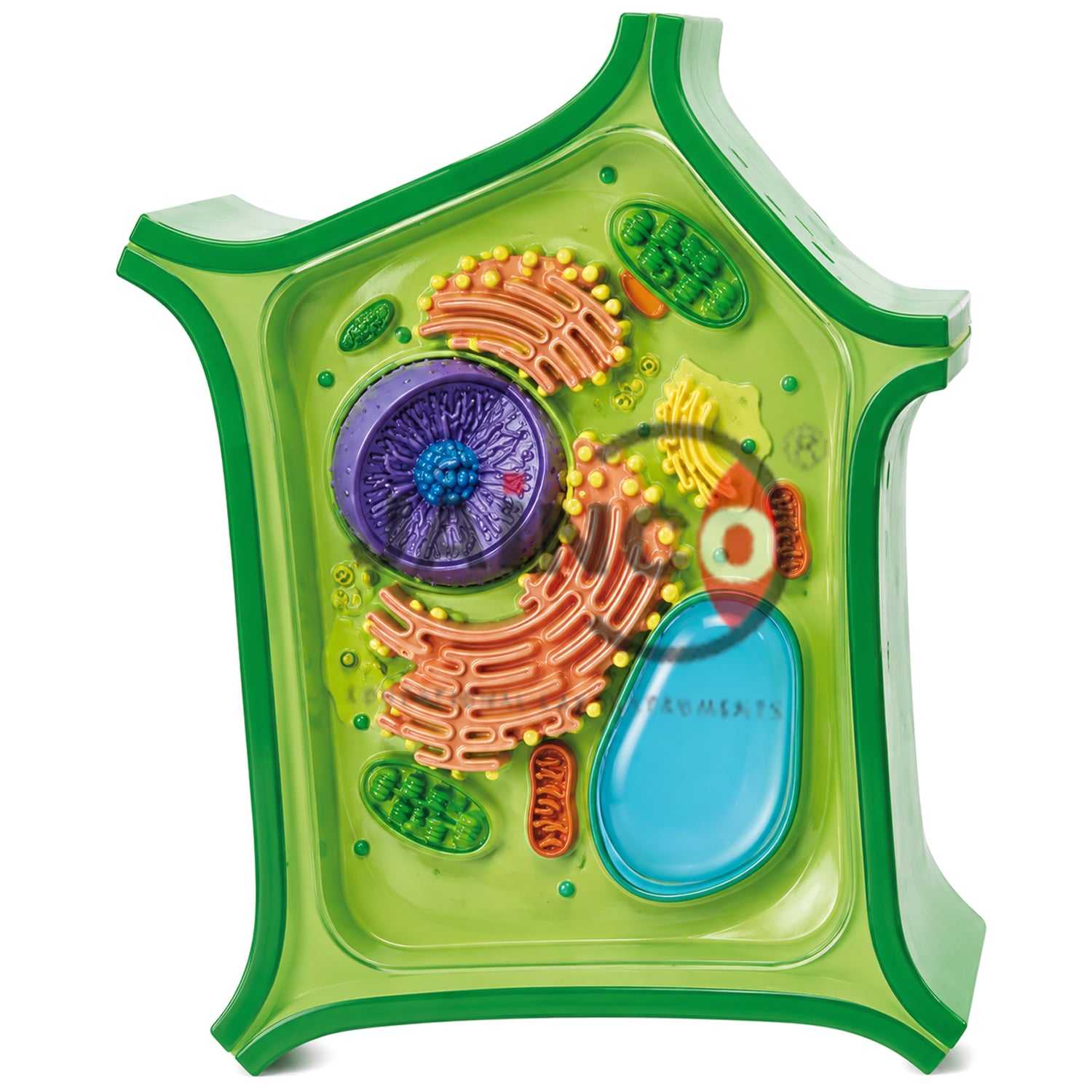 Plant Cell