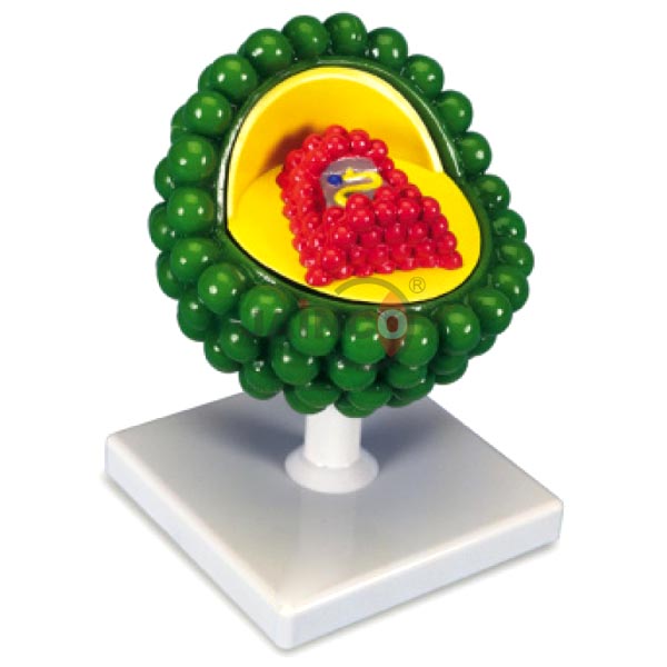 HIV Virus Model