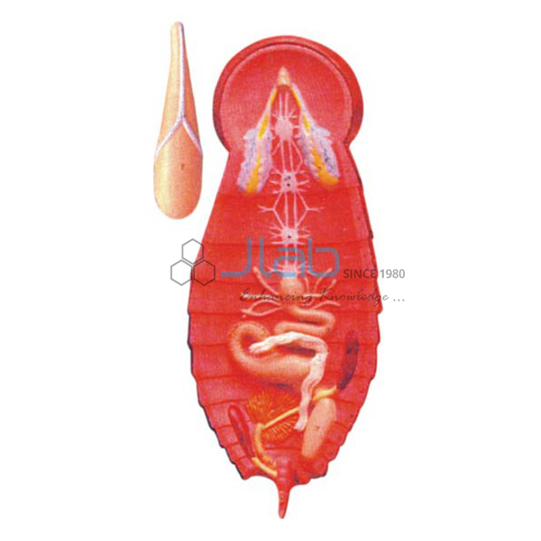 Cockroach Model