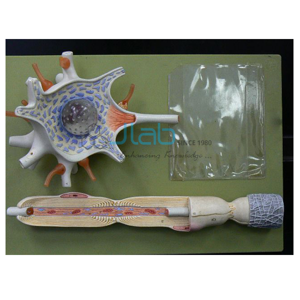Neuron Model