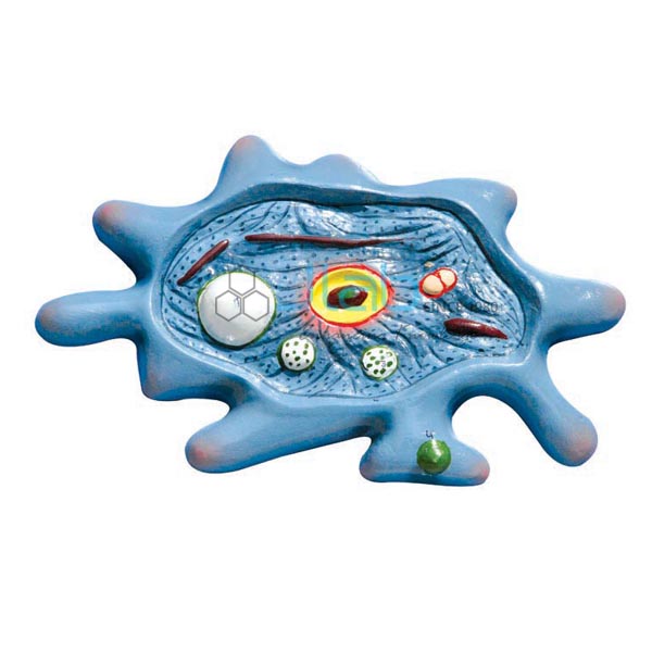 Amoeba