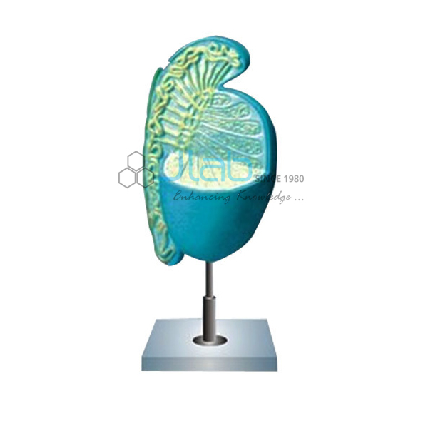 Human Testis