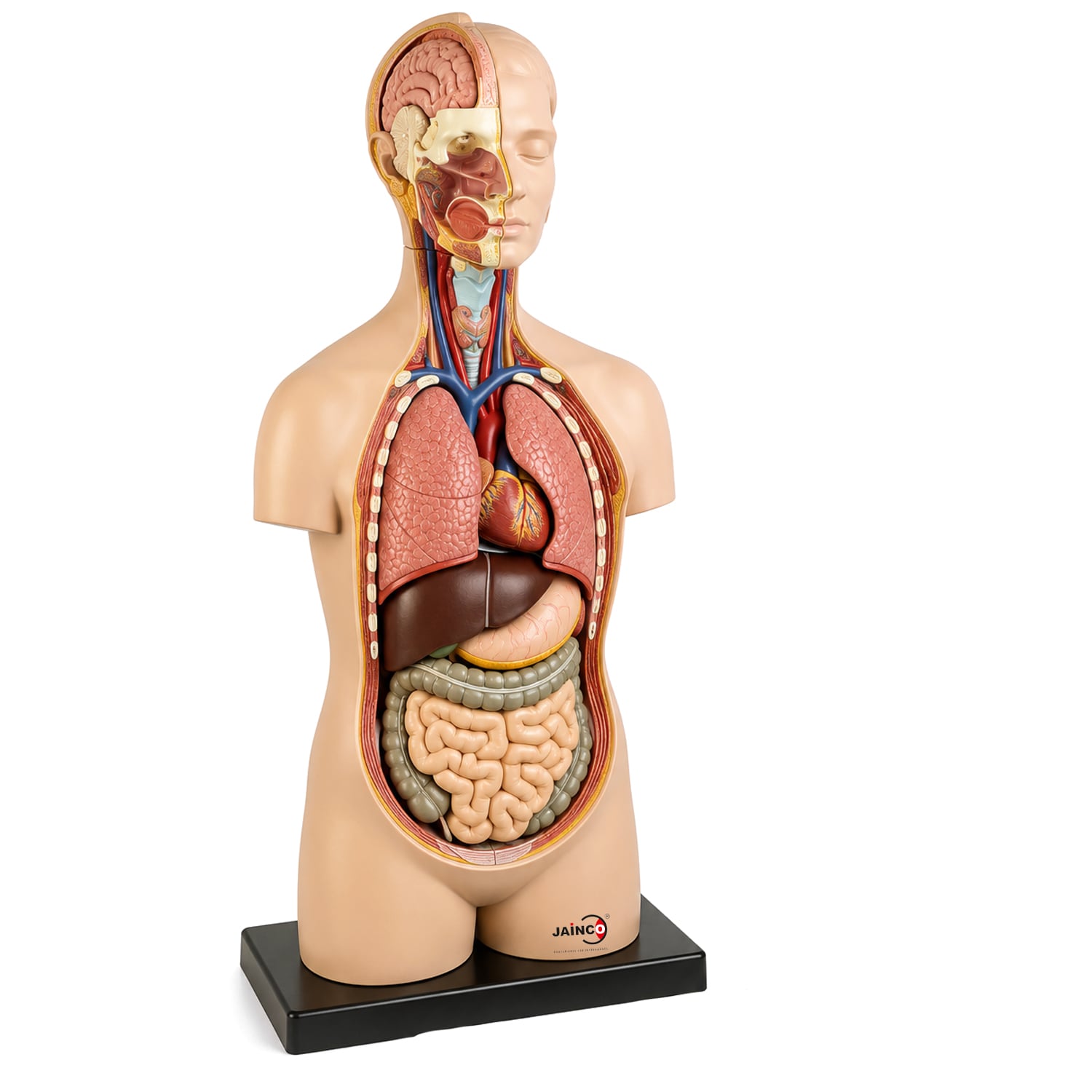 Human Torso