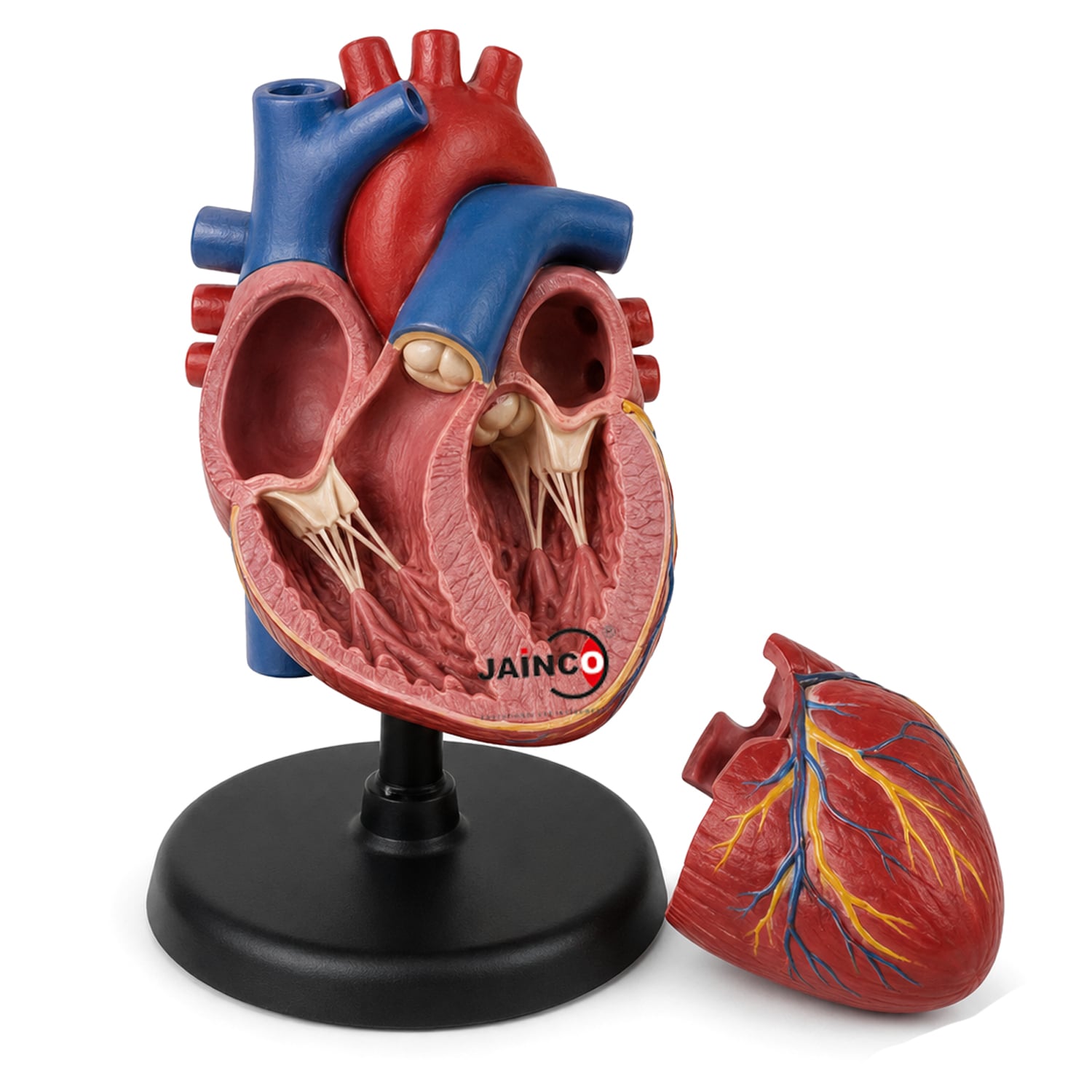Human heart (Torso)