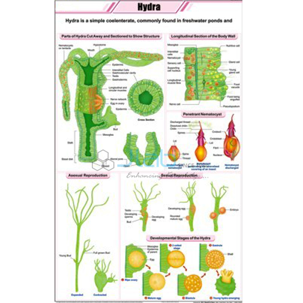 Hydra Chart