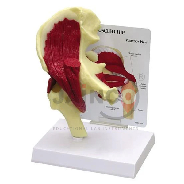 Mini Hip Joint With Muscles