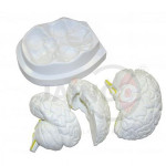 Life Size Brain Model 3 Part