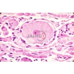 Histology Nerve Cell Prepared Slide