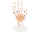 Hand Joint With Muscles Model