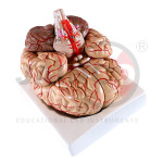 Brain with Arteries 9 Part