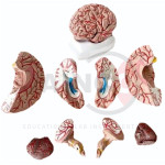 Brain Model Set of 8 Parts