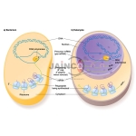 Comparison of Prokaryotic and Eukaryotic Cells Model