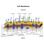Cell Membrane Transport Model